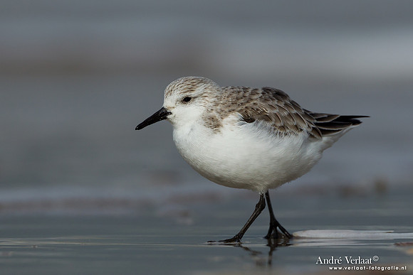 Drieteenstrandloper / Sanderling - IJmuiden
