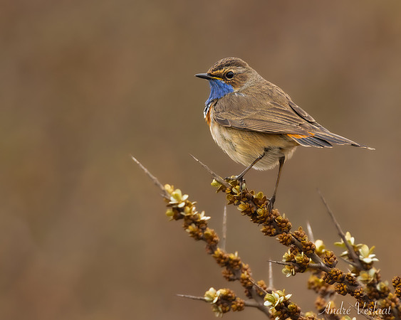 Blauwborst / Bluethroat - Schiermonnikoog