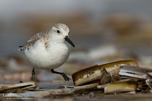 Drieteenstrandloper / Sanderling - IJmuiden