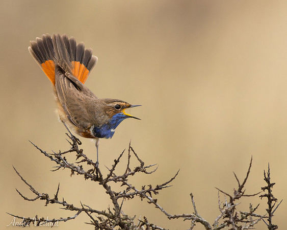 Blauwborst / Bluethroat - Schiermonnikoog