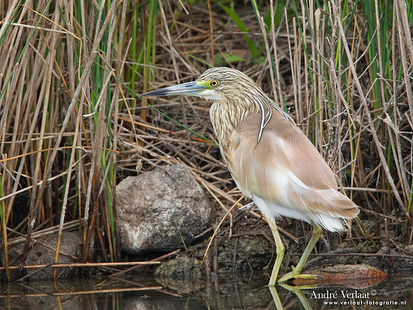 Ralreiger / Squacco Heron - Lesvos