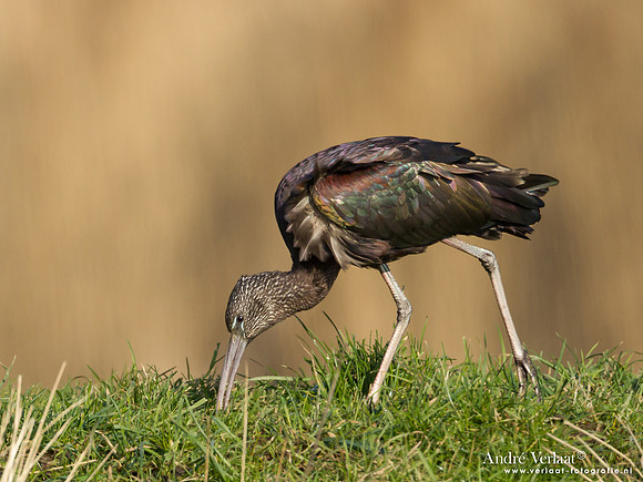 Zwarte Ibis / Glossy Ibis - Koedijk