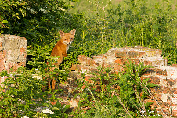 Vos / Red Fox - Zoetermeer