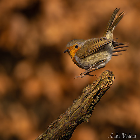 Roodborst / Robin - Oss