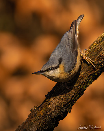 Boomklever / Nuthatch - Oss