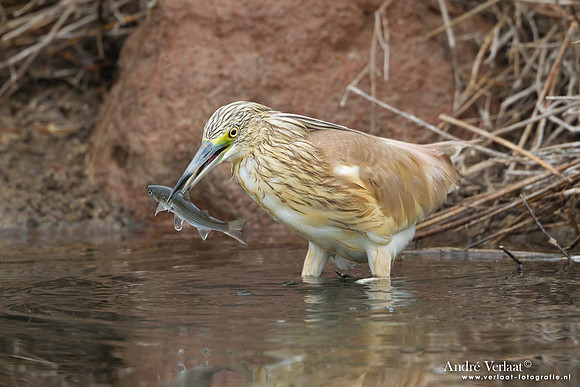 Ralreiger / Squacco Heron - Lesvos
