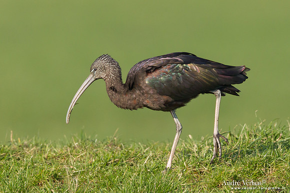 Zwarte Ibis / Glossy Ibis - Koedijk