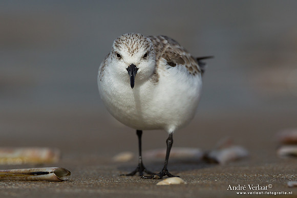 Drieteenstrandloper / Sanderling - IJmuiden