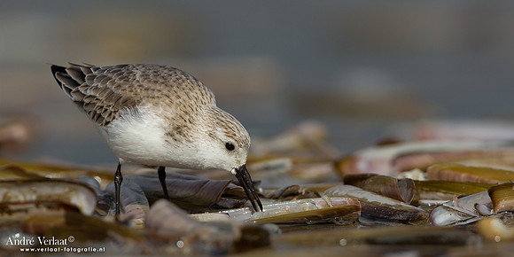 Drieteenstrandloper / Sanderling - IJmuiden