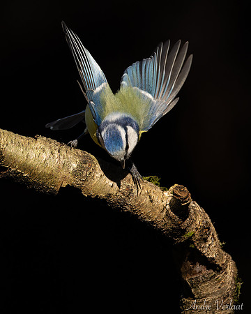 Pimpelmees / Blue Tit - Oss