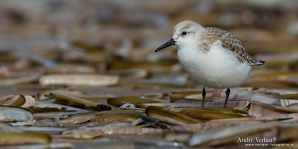 Drieteenstrandloper / Sanderling - IJmuiden
