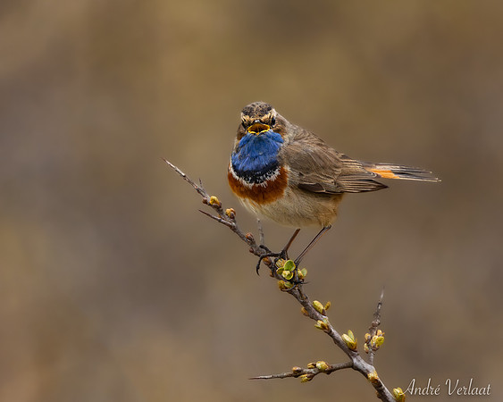 Blauwborst / Bluethroat - Schiermonnikoog