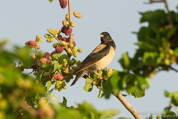 Roze Spreeuw / Rose-coloured Starling - Lesvos