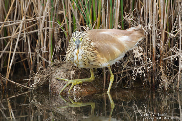 Ralreiger / Squacco Heron - Lesvos