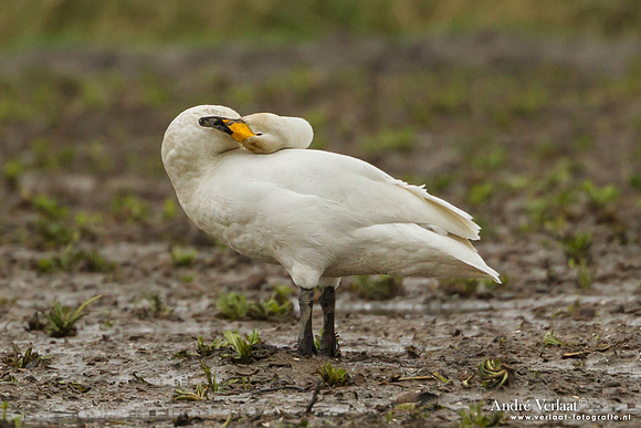 Wilde Zwaan / Whooper Swan - Wieringermeer