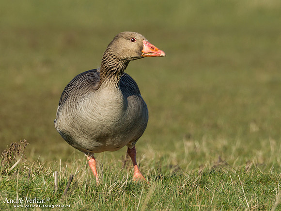Grauwe Gans / Greylag Goose - Camperduin