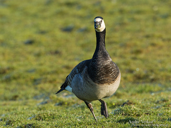 Brandgans / Barnacle Goose - Wognum