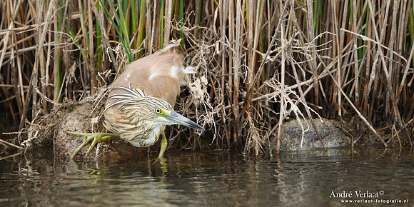 Ralreiger / Squacco Heron - Lesvos