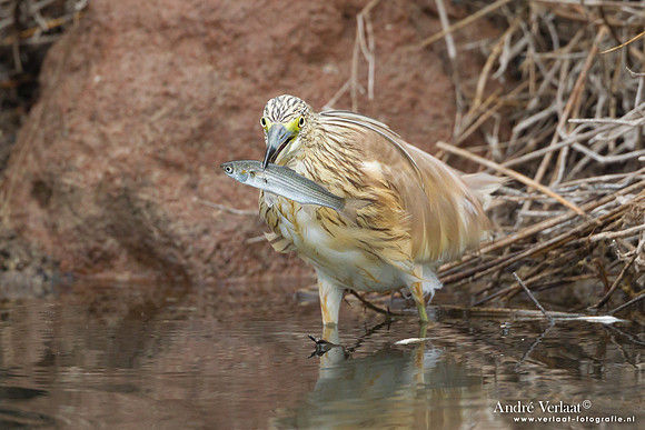 Ralreiger / Squacco Heron - Lesvos