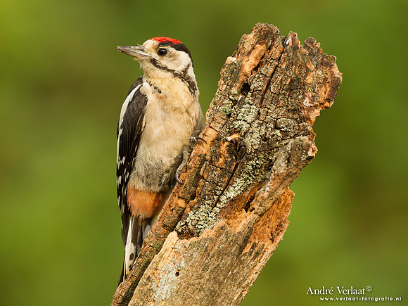 Grote Bonte Specht / Great Spotted Woodpecker - Lemelerberg