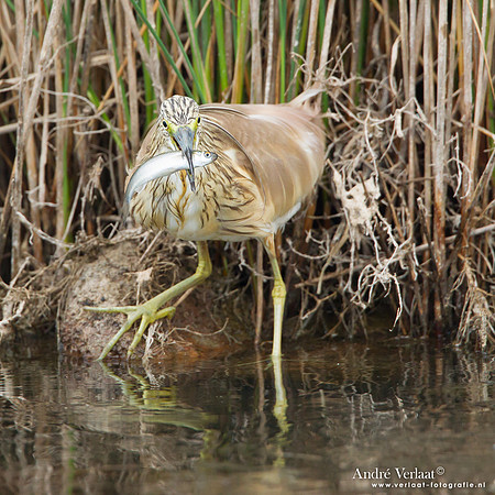 Ralreiger / Squacco Heron - Lesvos