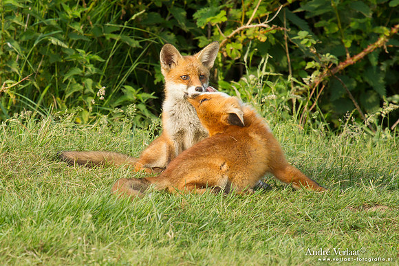 Vos / Red Fox - Zoetermeer