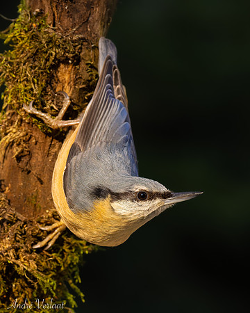 Boomklever / Nuthatch - Oss