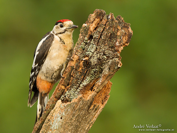 Grote Bonte Specht / Great Spotted Woodpecker - Lemelerberg