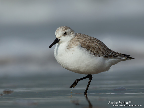 Drieteenstrandloper / Sanderling - IJmuiden