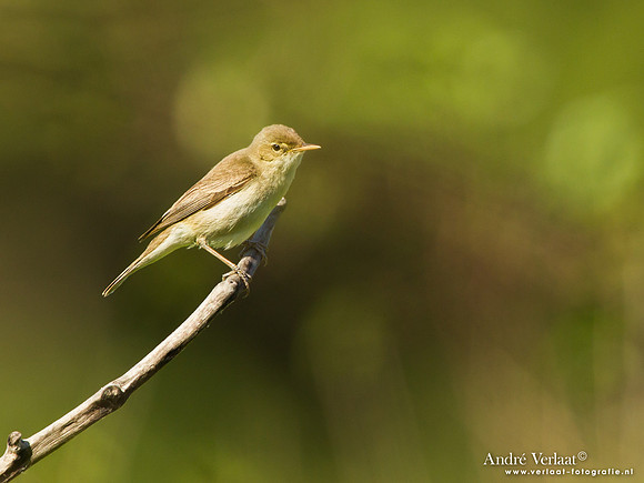 Oostelijke Vale Spotvogel / Eastern Olivaceous Warbler - Lesvos