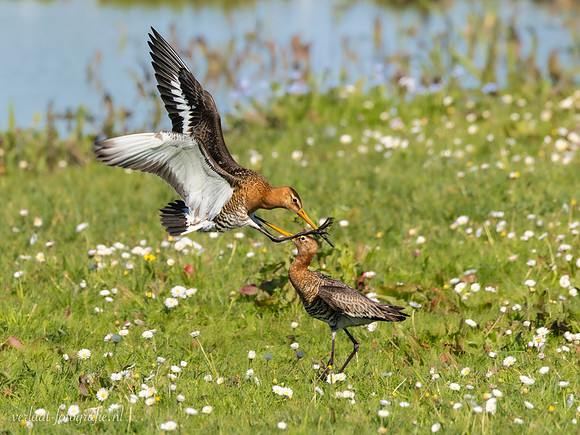 Grutto / Black-tailed Godwit - Wognum