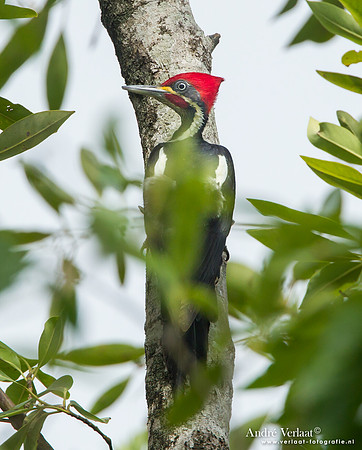 Gestreepte Helmspecht / Lineated Woodpecker - Bigi Pan