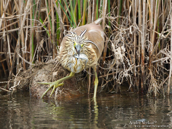 Ralreiger / Squacco Heron - Lesvos