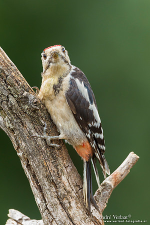 Grote Bonte Specht / Great Spotted Woodpecker - Lemelerberg