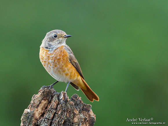 Gekraagde Roodstaart / Redstart - Lemelerberg