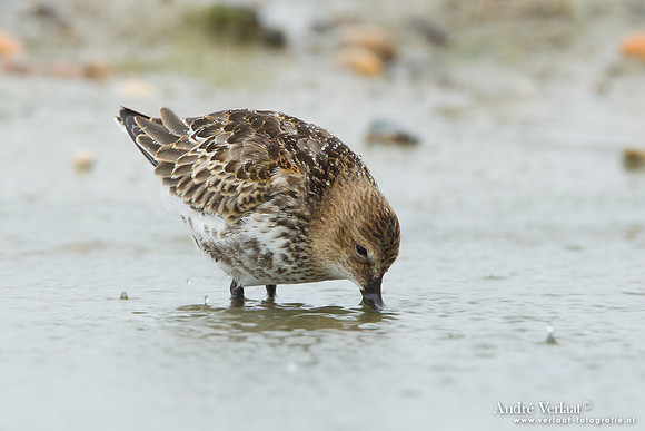 Krombekstrandloper / Curlew Sandpiper - Den Helder