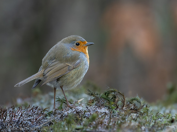 Roodborst / Robin - Oss