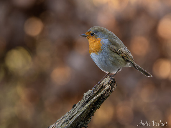 Roodborst / Robin - Oss