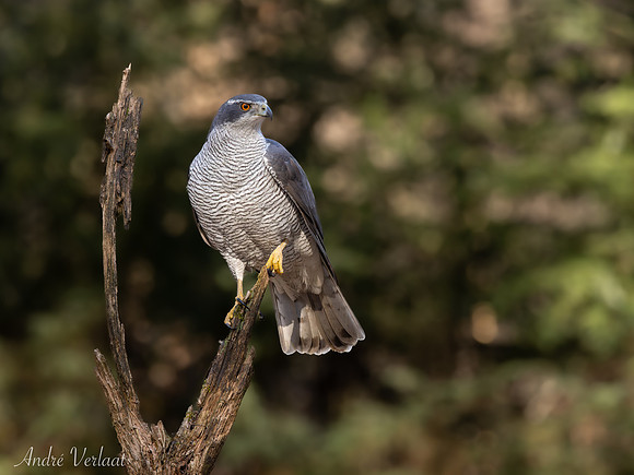 Havik / Northern Goshawk - Oss