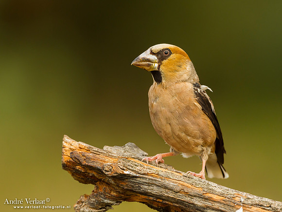 Appelvink / Hawfinch - Lemelerberg