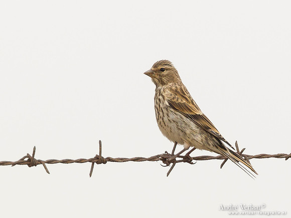 Kneu / Linnet - Lesvos