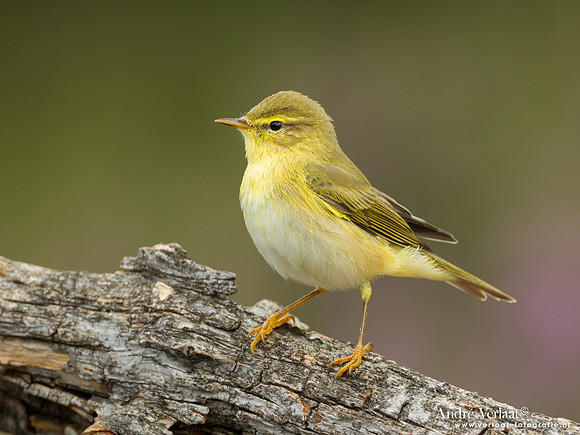 Fluiter / Wood Warbler - Lemelerberg