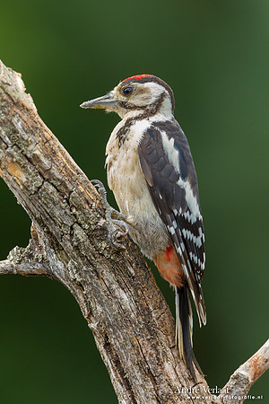Grote Bonte Specht / Great Spotted Woodpecker - Lemelerberg