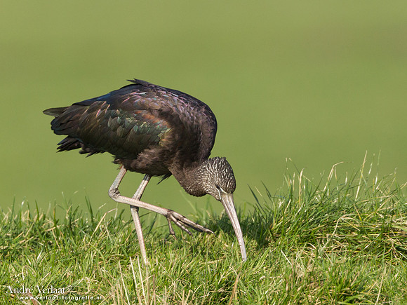 Zwarte Ibis / Glossy Ibis - Koedijk