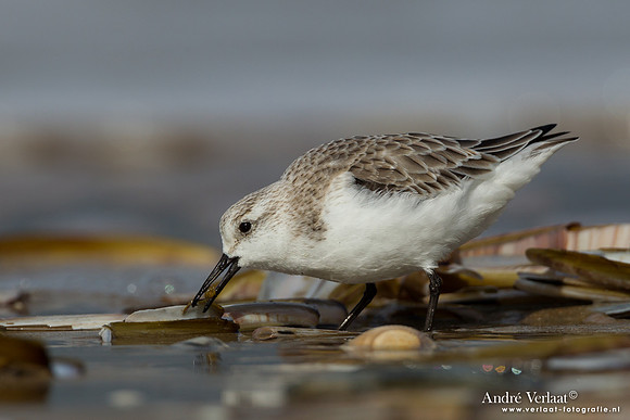 Drieteenstrandloper / Sanderling - IJmuiden