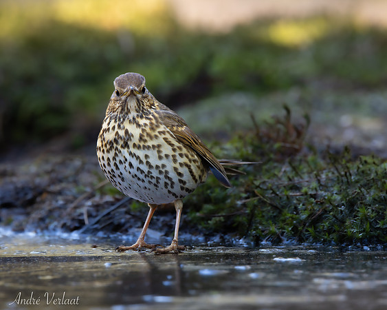 Zanglijster / Song Thrush - Oss