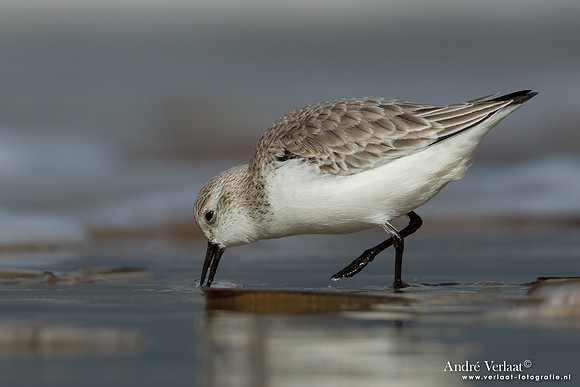 Drieteenstrandloper / Sanderling - IJmuiden