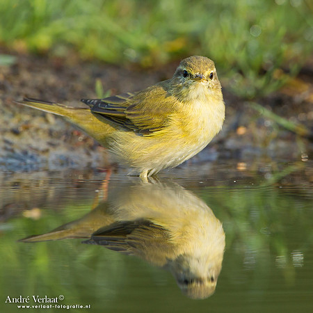 Fluiter / Wood Warbler - Lemelerberg