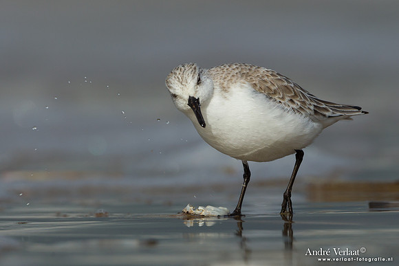 Drieteenstrandloper / Sanderling - IJmuiden