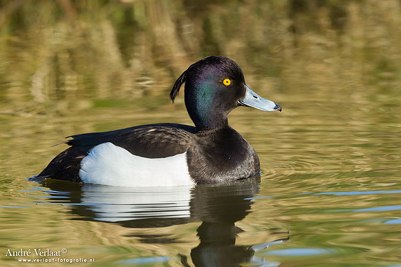 Kuifeend / Tufted Duck - Wogmeer